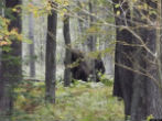 Image of This image possibly shows two Bigfoots. 