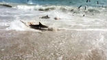 Image of A rare shark feeding frenzy was caught on video in North Carolina, as hundreds of sharks attacked a school of Blue Fish.