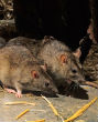 Image of Aborted human fetuses are being used for organ transplants in lab rats.