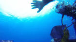 Image of Rene Umberger was attacked by another diver while she was filming coral reefs 50 feet under the water.