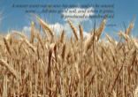 Image of We are seed being sown in the world to help transform it
